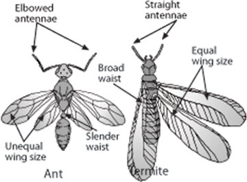 Comparison of an ant versus a termite