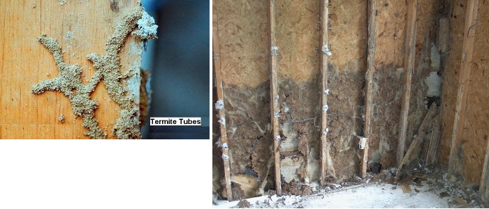 Subterranean termite damage example